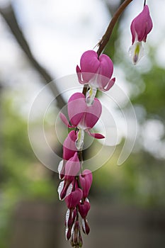 Dicentra spectabilis asian bleeding hearts, heart shaped flowers