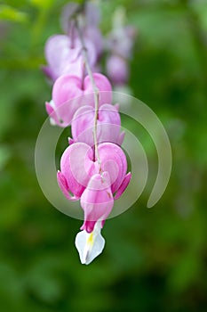 Dicentra spectabilis asian bleeding hearts, heart shaped flowers