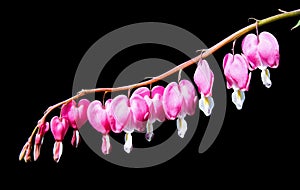 Dicentra spectabilis on black background.