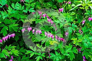 Dicentra Spectabilis, Bleeding Heart Flower