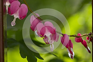 Dicentra spectabilis bleeding heart flowers in hearts shapes in bloom, beautiful Lamprocapnos pink white flowering plant