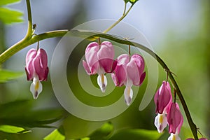 Dicentra spectabilis bleeding heart flowers in hearts shapes in bloom, beautiful Lamprocapnos pink white flowering plant