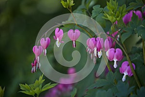 Dicentra spectabilis (Broken Heart) pink flowers