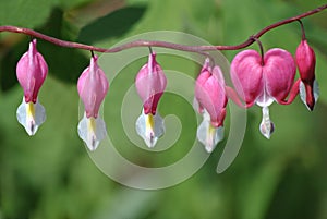 Dicentra Spectabilis flowers