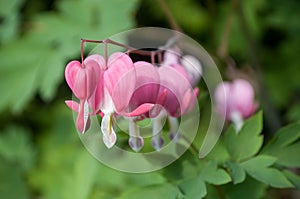 Dicentra spectabilis in a garden