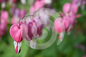 Dicentra spectabilis in a garden