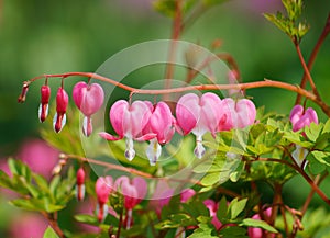 Dicentra spectabilis - Lamprocapnos spectabilis