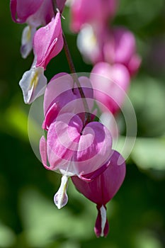 Dicentra spectabilis pink bleeding hearts on the branch, flowering plant in springtime garden