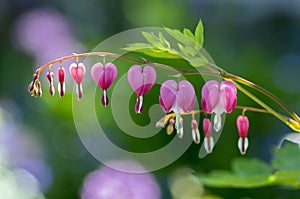 Dicentra spectabilis pink bleeding hearts on the branch, flowering plant in springtime garden, romantic scene