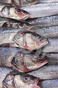 Dicentrarchus labraxis is a white fish of the Moronidae family. A lot of fresh fish on ice on a store counter vertical background