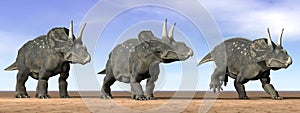 Diceratops dinosaurs in the desert - 3D render