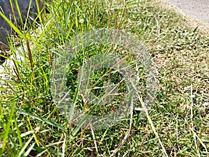 Dichanthium annulatum is a species of grass