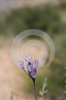 DICHELOSTEMMA CAPITATUM BLOOM - PIONEERTOWN MP - 050120 A