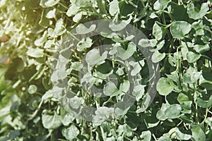 Dichondra argentea - Silver Falls Plant Natural Pattern Background