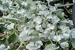 Dichondra argentea sold at the greenhouse