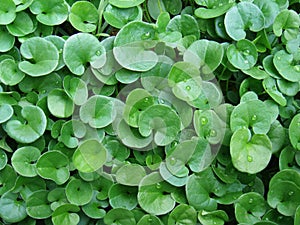 Dichondra repens background photo