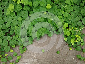 Dichondra repens Forst photo