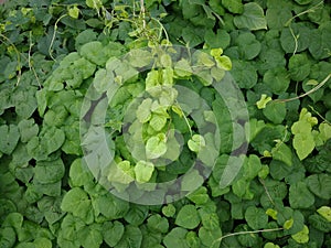 Dichondra repens Forst photo