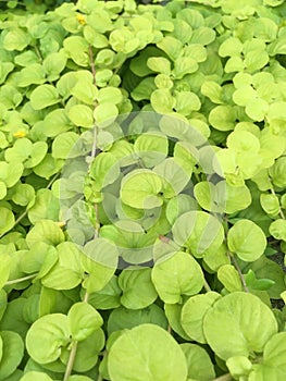 Dichondra repens, kidney weed