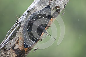 Dichorragia nesimachus - Butterfly