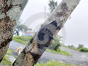 Dichorragia nesimachus - Butterfly photo