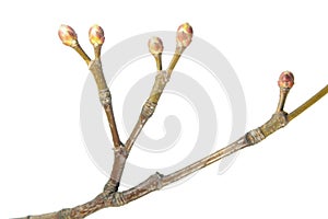 Dichotomous branching. Spring tree branch on white background