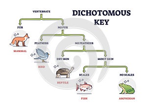 Dichotomous key as scientific organisms identification tool outline diagram