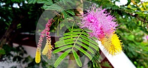 Dichrostachys cinerea sicklebush indian shami bush bell mimosa flowers photo