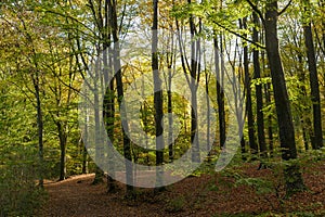 Dichte begroeiing met oude bomen tijdens herfst met tegenlicht