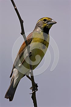 Dickcissel   807916