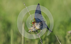 Dickcissel