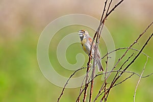 Dickcissel Sings While Perched on a Branch