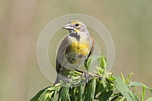 Dickcissel (Spiza americana)