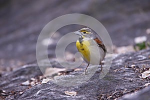 Dickcissel (Spiza americana)