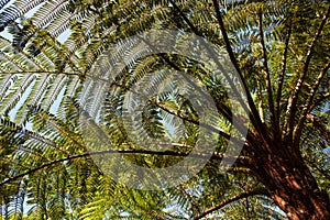 Dicksonia antarctica - soft tree fern