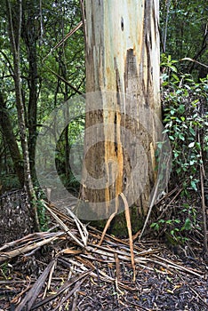 Dicksonia antarctica Rain forest