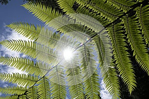 Dicksonia antarctica soft tree fern, man fern is a species of evergreen tree fern native to eastern Australia, here invading the