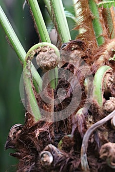 Dicksonia antarctica  the soft tree fern or man fern