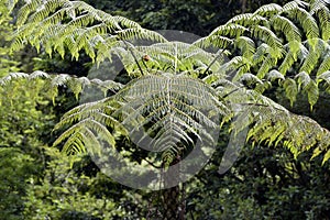 Dicksonia sellowiana, the great fern of the Americas