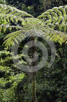 Dicksonia sellowiana, the great fern of the Americas