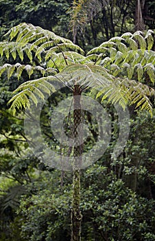 Dicksonia sellowiana, the great fern of the Americas