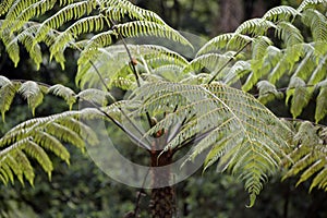 Dicksonia sellowiana, the great fern of the Americas