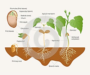 DICOT GERMINATION - BEAN SEEDLING Illustration of the germination of a dicot plant photo