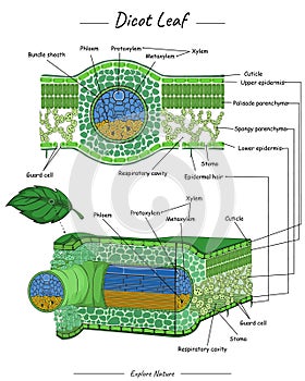 Dicot Leaf structure or anatomy