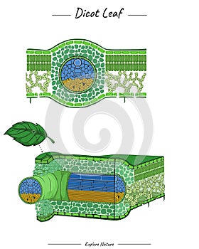 Dicot leaf structure or anatomy template