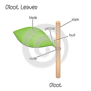 Dicot Leaves photo