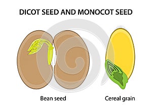 Dicot seed and Monocot seed: similarities and differences.