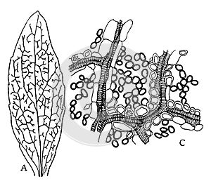 Dicotyledon Leaf vintage illustration photo