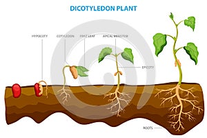 Dicotyledon plants, or dicots, are a group of flowering plants with two embryonic leaves