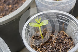 Dicotyledon seedlings growing photo